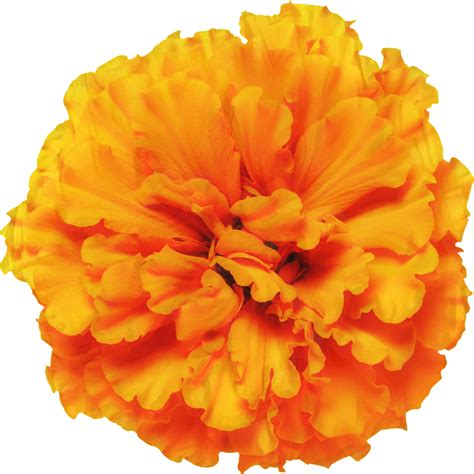 Mexican marigold Glebionis segetum Pot marigold Flower Annual plant - png download - 1199*1199 ...