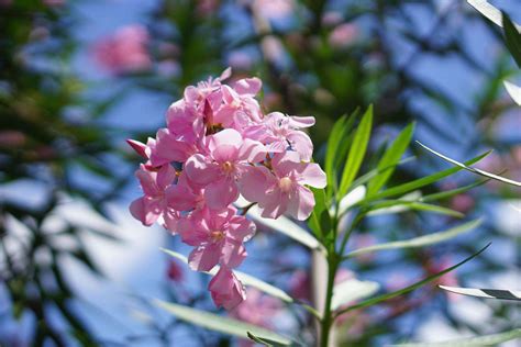 Oleander: Plant Care & Growing Guide