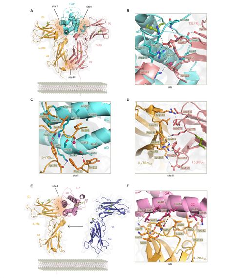 Structure Of Tslp And Il 7 Receptor Complexes And Structural Close Up Download Scientific