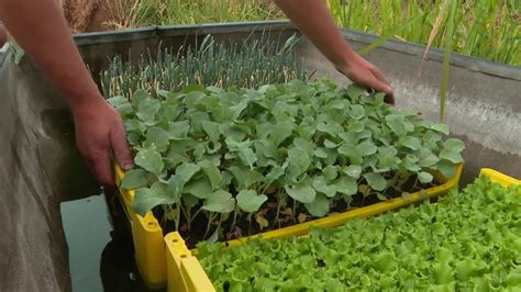 Un maraîcher cultive ses légumes presque sans eau en Vendée