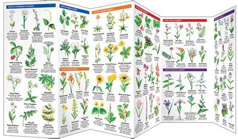 Kentucky Trees And Wildflowers Pocket Guide