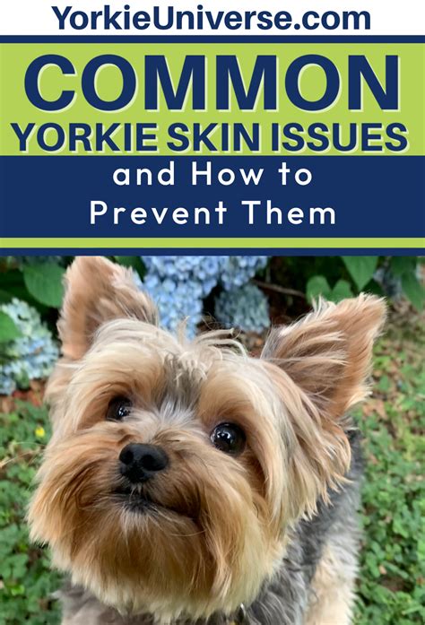 Common Yorkie Skin Problems And How To Prevent Them Yorkie Universe