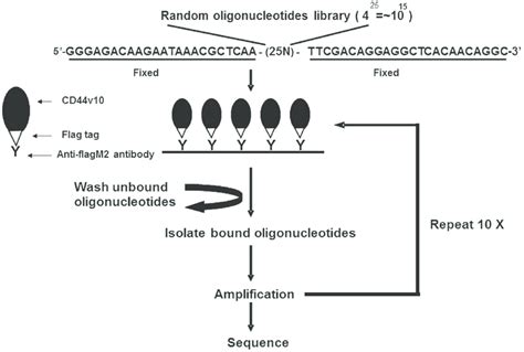 Protocol For Isolating Cd44 Exon V10 Specific Dna Aptamers By