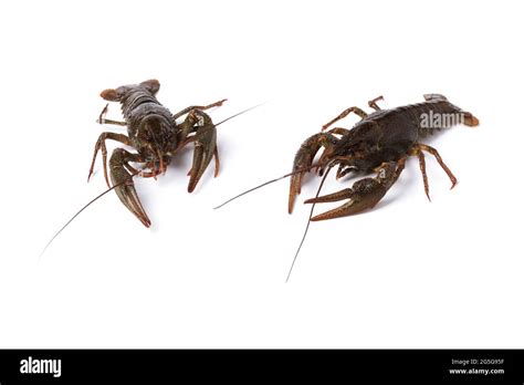 crayfish close  isolated  white stock photo alamy