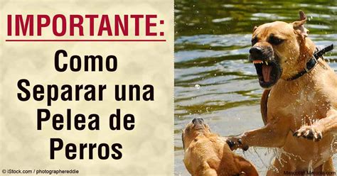 La Mejor Manera Para Detener Una Pelea De Perros