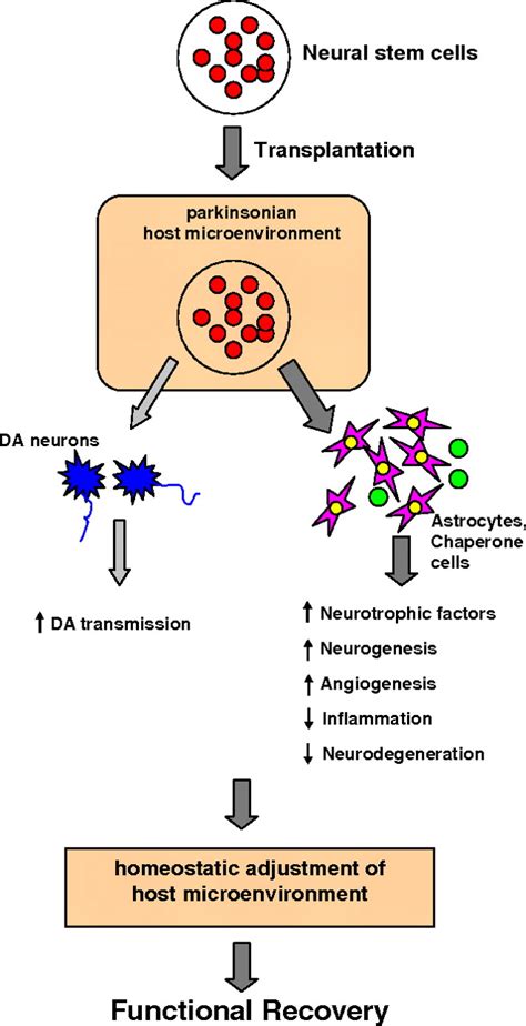 Neural Stem Cells For Parkinsons Disease To Protect And Repair Pnas