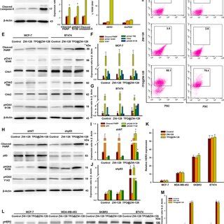 Mechanism Of Apoptosis Induced By TFO ZW 128 A Western Blot Analysis