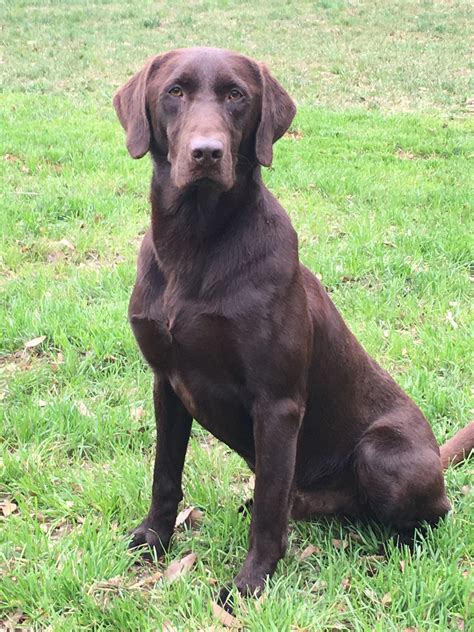 Hunting Lab Pedigree Labrador Retriever Puppies