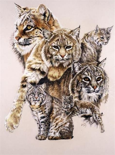 Bobcat Study Big Cats Art Animals Artwork Animals