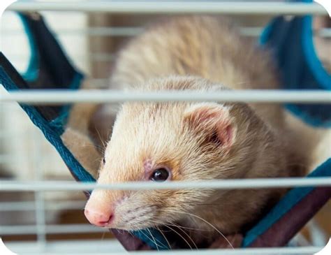 Top 3 Ferret Cages for Your Weasel (and Tips for Setup)