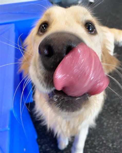 Frozen Yogurt Treat Day - Huntsville - Madison