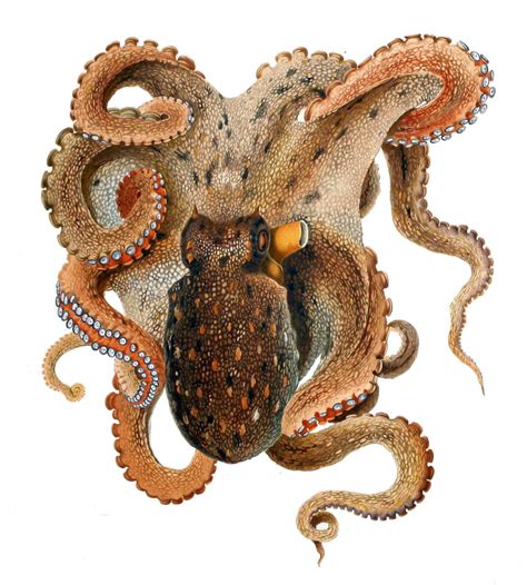 Adaptations - Octopus vulgaris