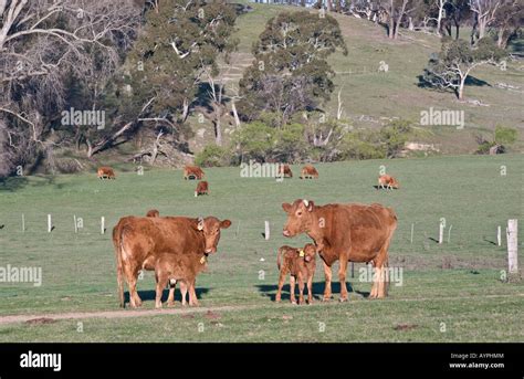 cows   field   farm stock photo alamy
