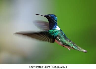 Humminbird Flowers Images Stock Photos Vectors Shutterstock