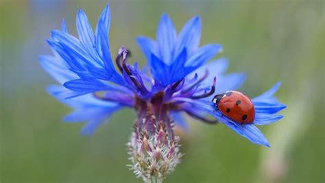 fiordaliso pianta  proprieta