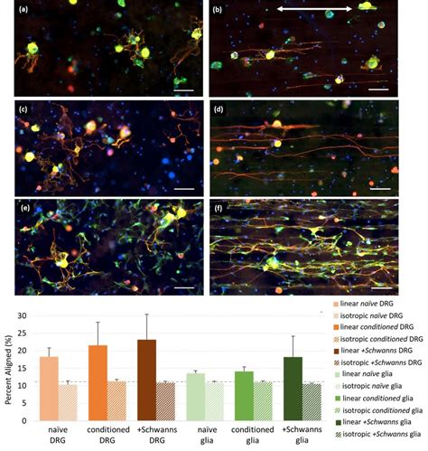 DRG Neuron Alignment Was Dependent On The Substrate Features For A B