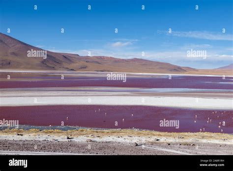 Laguna Colorada, Eduardo Avaroa National Reserve, Bolivia Stock Photo ...