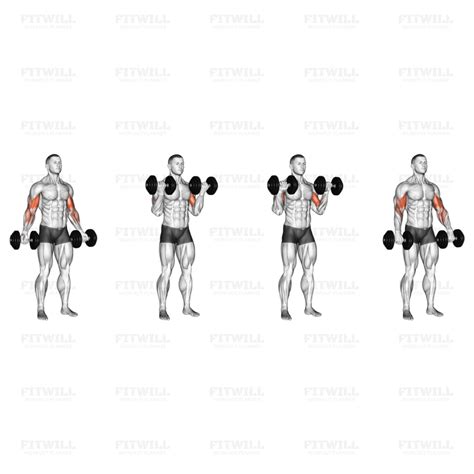 How to do Dumbbell Zottman Curl: Techniques, Benefits, Tips & Tricks ...