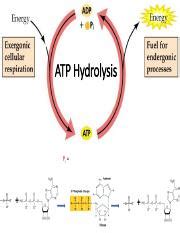 The Role of ATP Hydrolysis in Cellular Energy Metabolism | Course Hero