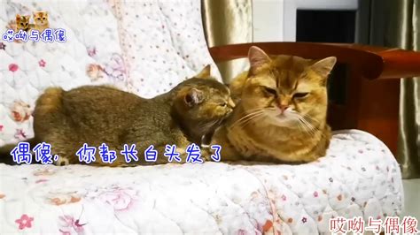 【宠物之道丨哎呦与偶像】母猫破天荒向公猫献殷勤，公猫：想使美喵计？母猫：计中还有计 Youtube