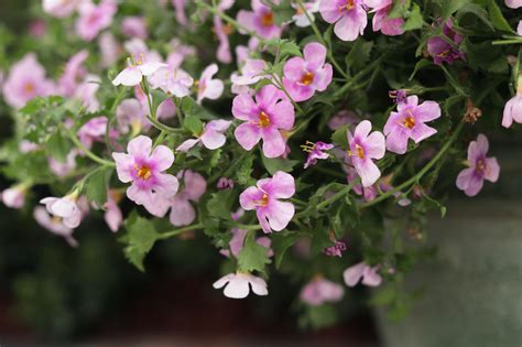 Pruning Bacopa | Plant Addicts