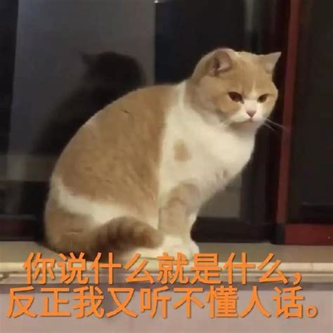 蜜桃猫咪表情包：你说什么就是什么，反正我听不懂人话斜视蜜桃咬人新浪新闻