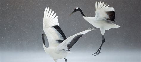 Can Japans Red Crowned Cranes Make It On Their Own The Wildlife Society