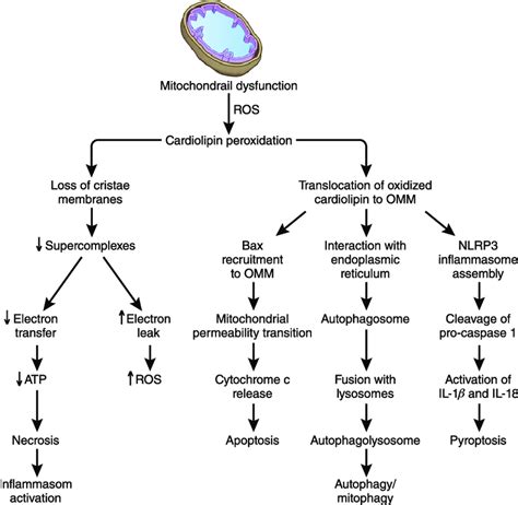 Cellular Consequences Of Mitochondrial Dysfunction Mitochondrial