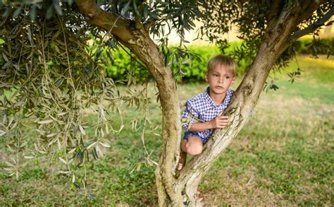 6 en la categoría Babe olive tree de imágenes fotos de stock e ilustraciones libres de