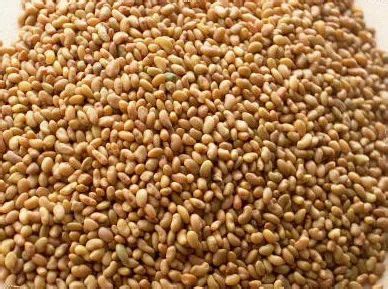 Alfalfa Seeds Lucerne Seeds Latest Price Manufacturers Suppliers