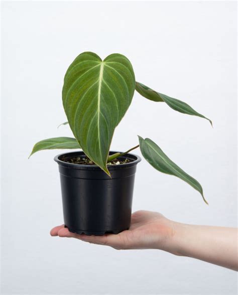 Philodendron Glorious M Online Kaufen Farnwerk Design Lebt