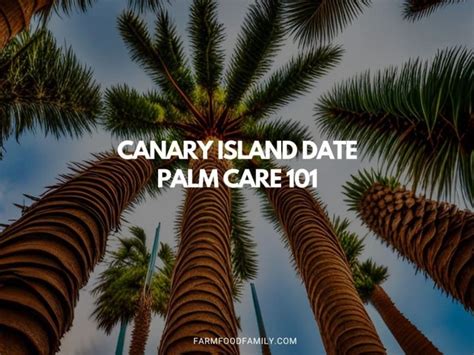 Canary Island Date Palm Care 101 | All You Need to Know