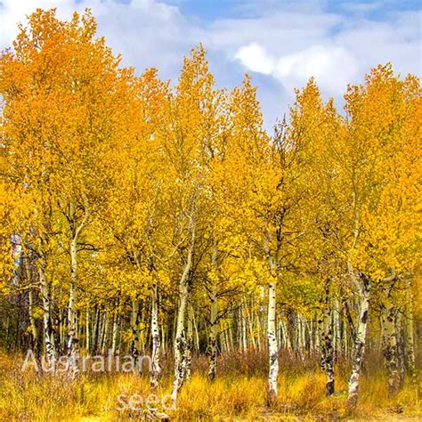 Buy Populus Tremuloides Quaking Aspen Golden Aspen Seed Australian