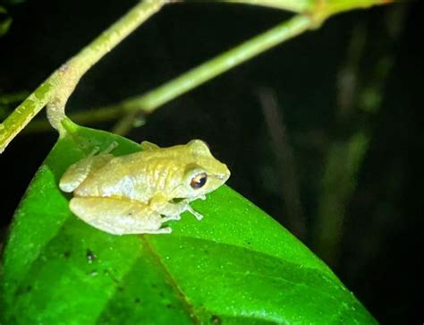 Monteverde: Wildlife Observation Night Walking Tour | GetYourGuide