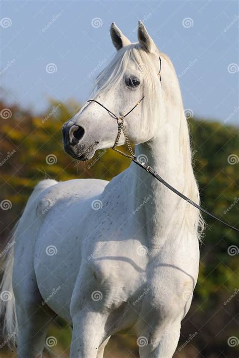 White Arabian Horse Stock Image Image Of Mare Horse 11839611