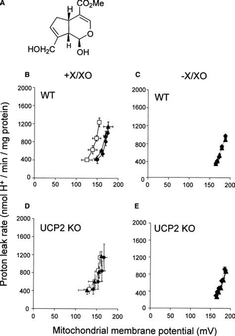 Genipin Inhibits Ucp2 Mediated Proton Leak And Acutely Reverses Obesity