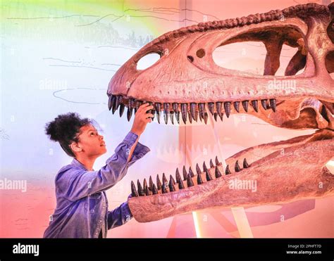 Cabezas De Dinosaurio Fotografías E Imágenes De Alta Resolución Alamy