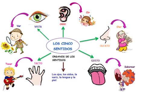 Areas Y Funciones Del Cerebro Mapa Mental