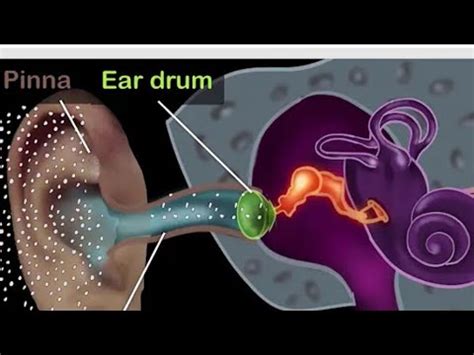 Human Ear How Sound Travel Through Ear To Brain Youtube