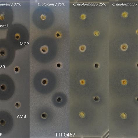 Figure S Zone Of Inhibition Assay Of Extracts From Strain Dpl