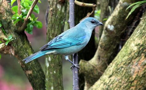 Foto Sanha O De Encontro Azul Thraupis Cyanoptera Por Vagner Bordin