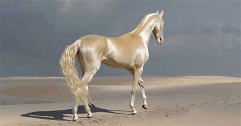 Beautiful Horse Picture - Picture Of Horse