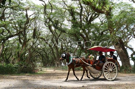 Wisata Hutan Djawatan Antara Foto