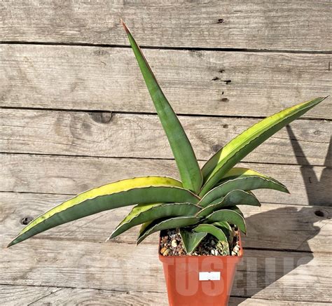 SHPR14969 Sansevieria Robusta Dwarf f variegata Кактус онлайн