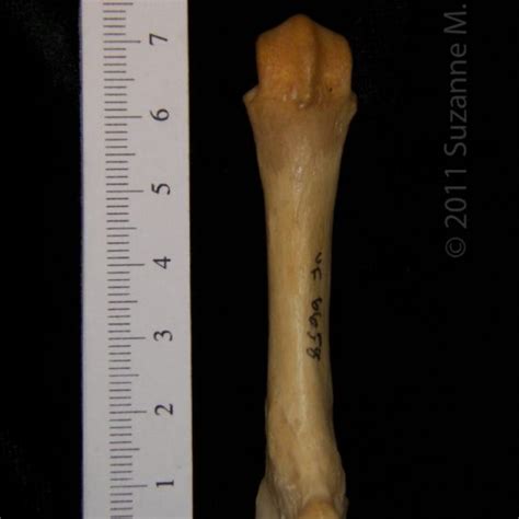 Anterior View Right Black Bear Femur Boneid