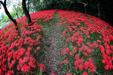 Free Images Tree Nature Grass Mountain Wood Lawn Leaf Flower