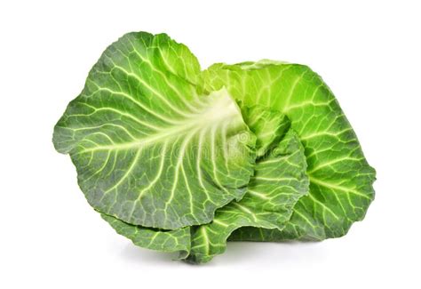 Green Cabbage Leaf Isolated On White Background Stock Image Image Of