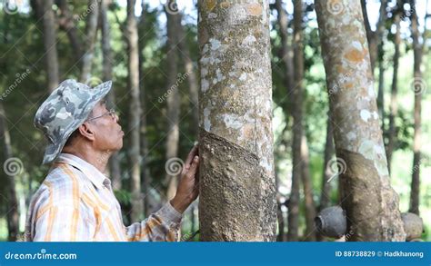 Rubber Tapper Tapping Rubber Tree To Collect Latex Stock Video Video