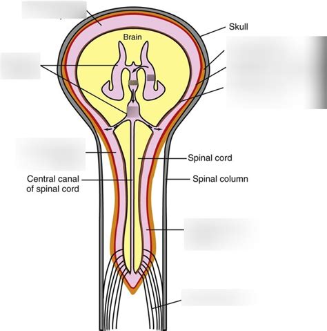 Meninges Diagram Diagram | Quizlet