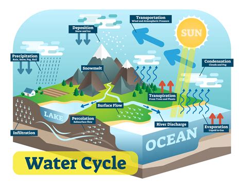 The Water Cycle | Xeero.io